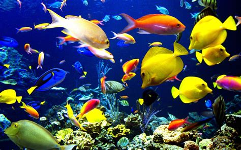 Fish Background Images .